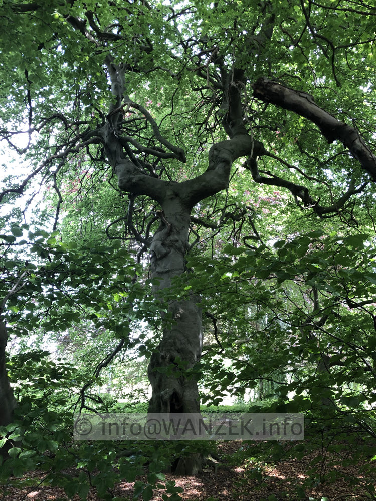 Fagus sylvatica Tortuosa (Suentelensis) -  Berggarten 00 Hauptstamm.JPG